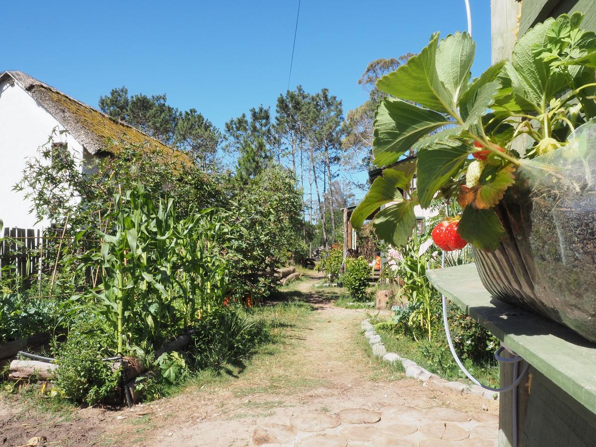 Eco Choclo Bed & Breakfast La Paloma Ngoại thất bức ảnh